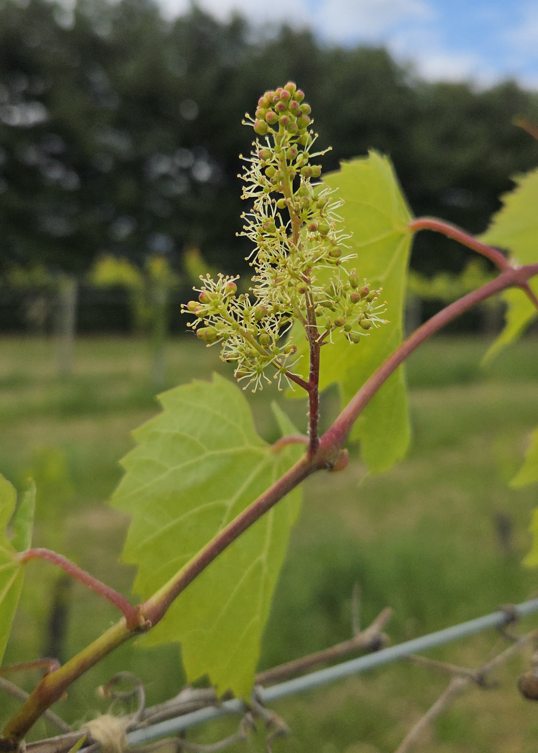 Photo 1 Grape Scouting report 5-28-2025.jpg